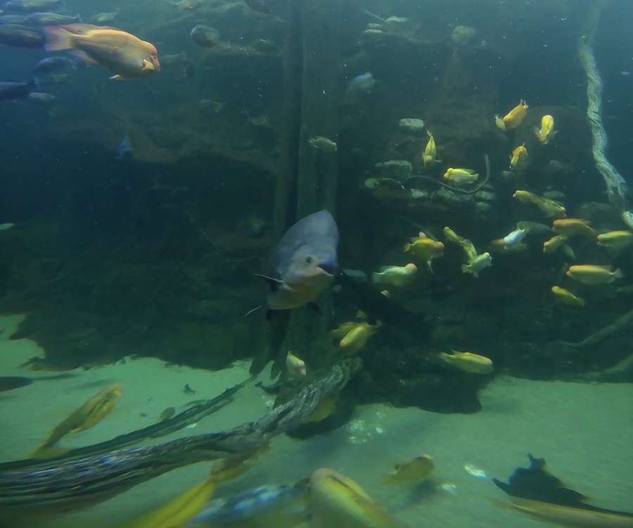 Aquarium Experience